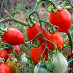 Pomodori del Piennolo paradicsom 5 mag