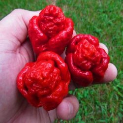 Trinidad Scorpion Moruga red 10 mag