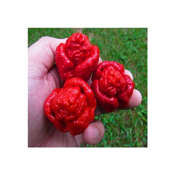 Trinidad Scorpion Moruga red 10 mag